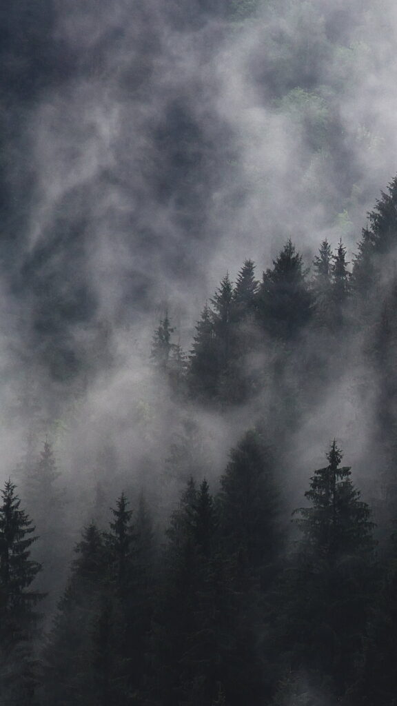 floresta negra de pinheiro e neblina
